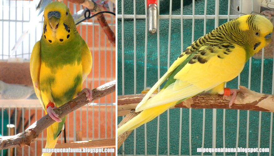 Pío dominante australiano verde laurel, Perseo, de mario_692